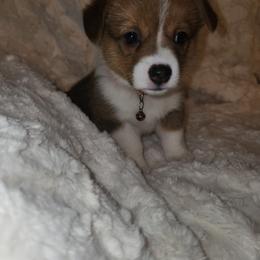 Pembroke Welsh Corgi Puppies from Tiny Titans K9