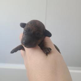 Boy 1 - Brindle male Dachshund puppy in Okeechobee, Florida from Far Far Away Dachshunds