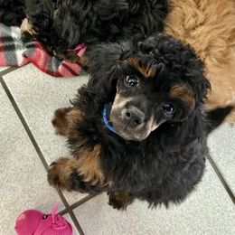 Navy - Phantom male Poodle puppy in Ardmore, Oklahoma from Green Acres