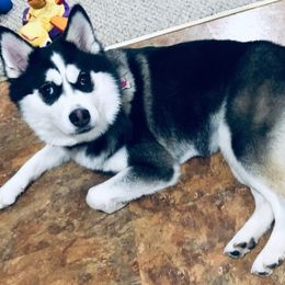 Pomskies from Kayla's Pomskies