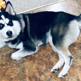 Pomskies from Kayla's Pomskies