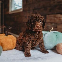 Bernedoodle and Poodle Puppies from Miranda’s Sunshine Poodles and Doodles