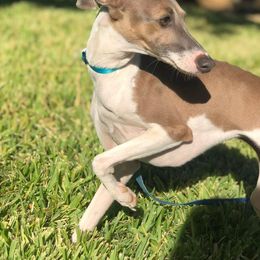 Evie - Italian Greyhound