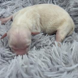 Golden Retriever Puppies from Roberts Golden Retrievers