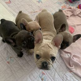 French Bulldogs from Fat Girl Frenchies