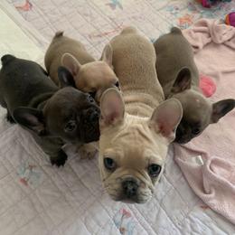 French Bulldogs from Fat Girl Frenchies