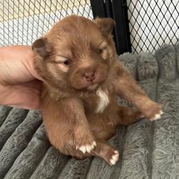 Rally - Chocolate sable male Pomeranian puppy in Inola, Oklahoma from My Bella’s Pomeranians