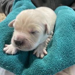 Pearlie - Light golden female Golden Retriever puppy in Ennis, Texas from Amberidge Golden Retrievers