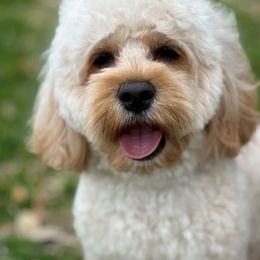 Rooka - Cockapoo