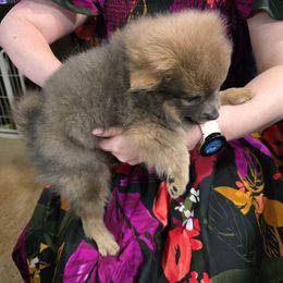 Diva - Blue merle Pomeranian puppy in Colorado Springs, Colorado from Peak Pomeranians
