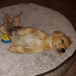 Golden Retriever Puppies from Southern Golden Retrievers