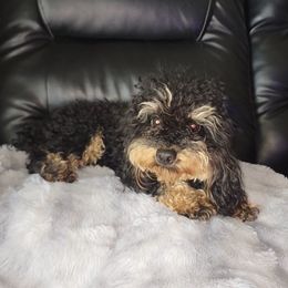 Rocki - Poodle