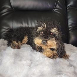 Rocki - Poodle