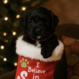 Klaus - Black male Giant Schnauzer puppy in Noblesville, Indiana from Stratton House Kennels
