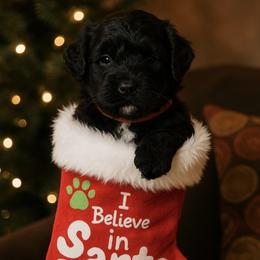 Klaus - Black male Giant Schnauzer puppy in Noblesville, Indiana from Stratton House Kennels