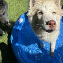 Siberian Husky Puppies from Young Orchard Siberians