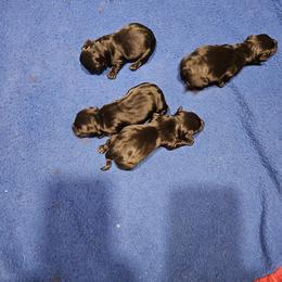 Boy 2 - Black male Scottish Terrier puppy in Seligman, Arizona from Magnum Scottish Terriers