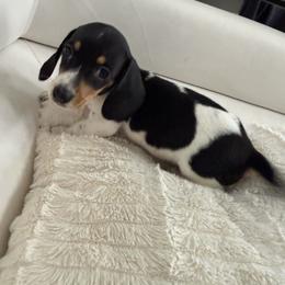 Girl 1 - Piebald female Dachshund puppy in Spokane, Washington from Dearhaven Doxie
