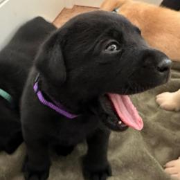 Amethyst - Black female Labrador Retriever puppy in Rock Hill, South Carolina from North Star Retrievers