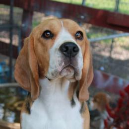 Obi - Beagle