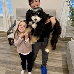 Bernedoodle and Goldendoodle Puppies from Ohana Doodles
