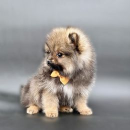 Kingston - Orange sable male Pomeranian puppy in Menifee, California from Petite Poms Of CA