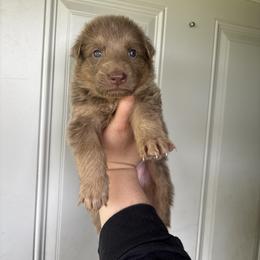 Landon - Isabella male German Shepherd puppy in Watervliet, Michigan from M&M Shepherd Farms