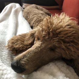 Poodles from Poodle Republic