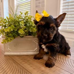 Yellow collar - Black and tan female Yorkshire Terrier puppy in Dallas, North Carolina from Yorkie Fever