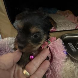 Pixie - Black and gold female Yorkshire Terrier puppy in Phoenix, Arizona from Coursey’s Yorkies