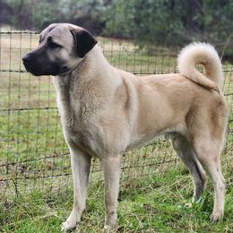 Doobiy Boy - Kangal