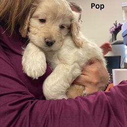 Cavapoo Puppies from Jessie's Puppies