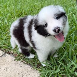 Rocky - Blue merle and white male Shetland Sheepdog puppy in Miami, Florida from Cielito Lindo Shelties