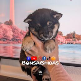 MILKY WAY - Black and tan male Shiba Inu puppy in Minnesota from BonsaiShibas