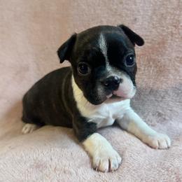 Girl 3 - Brindle and white female Boston Terrier puppy in Brookville, Ohio from Best Friend Bostons