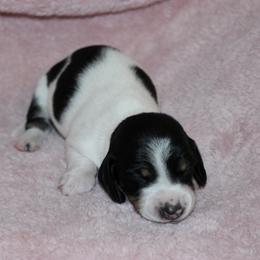 Padme for Stephanie - Piebald female Dachshund puppy in Staley, North Carolina from Langley Farms Dachshunds