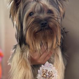 Cece - Yorkshire Terrier