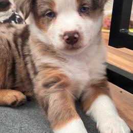 Pink - Red merle female Miniature Australian Shepherd puppy in Arizona from Country Charm Mini Aussies