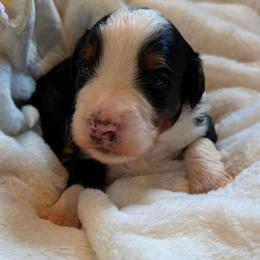 Red - Tri-color male Bernedoodle puppy in Sherman, Illinois from Shirl Doodle Life