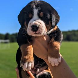 Black Boy, Jefferson - Black, white and red male Greater Swiss Mountain Dog puppy in Edinboro, Pennsylvania from Greater Swiss of Whitetail Acres