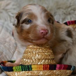 Ned - Red merle male Australian Shepherd puppy in Wichita Falls, Texas from Spotted Mule Aussies
