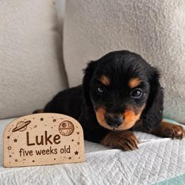 Luke - Black and tan male Dachshund puppy in Inman, South Carolina from Shadow Acres
