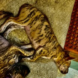 Skye - Available - Brindle female Vietnamese Phu Quoc Ridgeback puppy in White Stone, Virginia from TSUNAMI  PHU QUOC VIETNAMESE RIDGEBACK