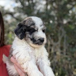 Mateo - Merle male Goldendoodle puppy in Jacksonville, Florida from Dandelion Doodles