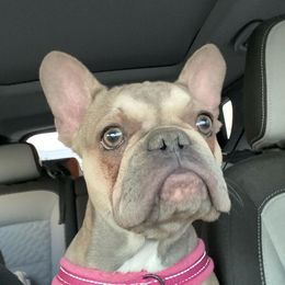 French Bulldog All Grown Up from Besters Frenchies