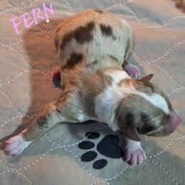 Fern - Red merle female Toy Australian Shepherd puppy in Viking, Minnesota from Son Shine Farm