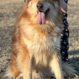 Nuka - German Shepherd