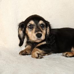 Winston 2000 - Black and cream male Dachshund puppy in Coldwater, Mississippi from Mississippi Shorties Miniature Dachshunds