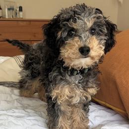Cavapoo puppies from Adventure Doodles Club