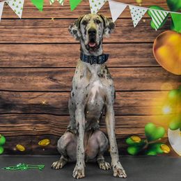 Tonks - Great Dane